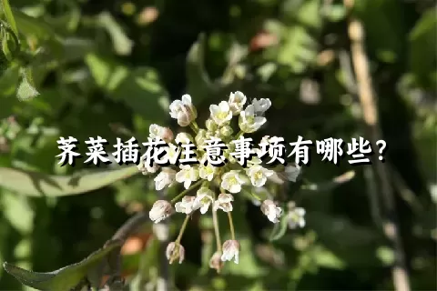 荠菜插花注意事项有哪些？