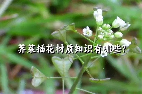 荠菜插花材质知识有哪些？