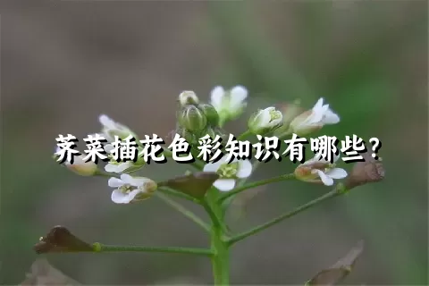 荠菜插花色彩知识有哪些？