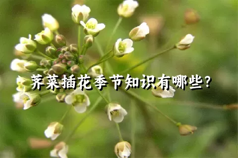 荠菜插花季节知识有哪些？