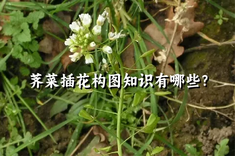 荠菜插花构图知识有哪些？