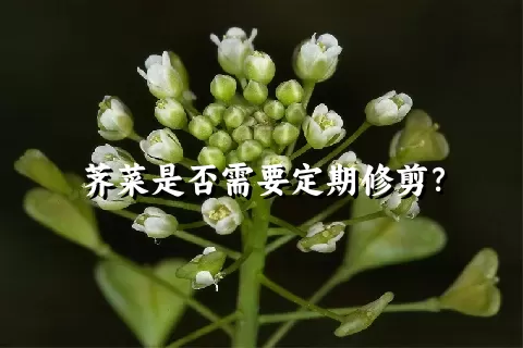 荠菜是否需要定期修剪？