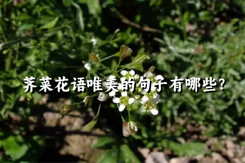 荠菜花语唯美的句子有哪些？