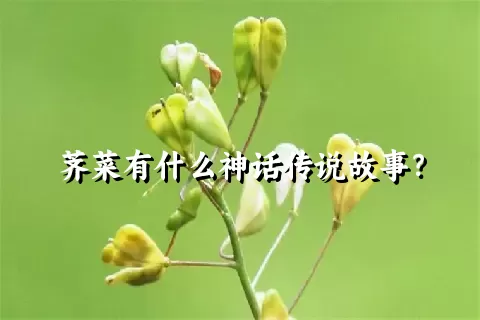 荠菜有什么神话传说故事？