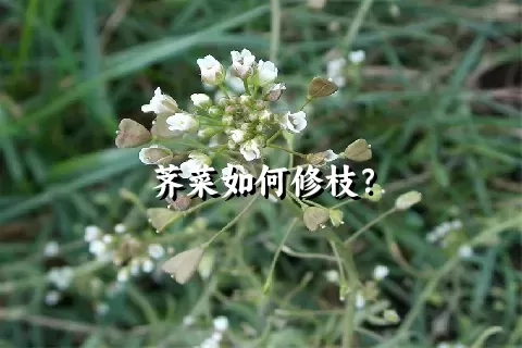 荠菜如何修枝？