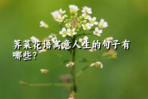 荠菜花语寓意人生的句子有哪些？