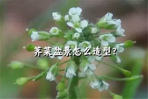 荠菜盆景怎么造型？