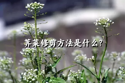 荠菜修剪方法是什么？