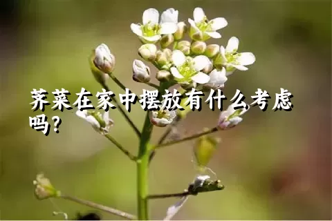 荠菜在家中摆放有什么考虑吗？