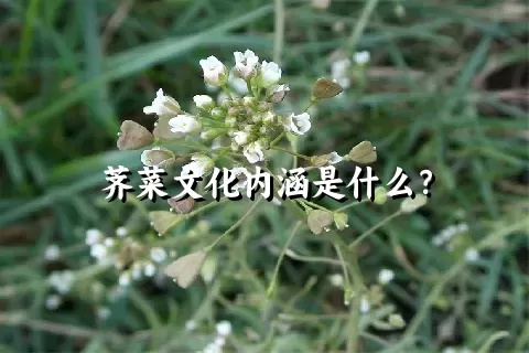 荠菜文化内涵是什么？