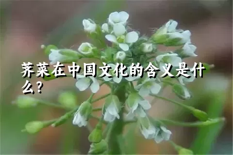 荠菜在中国文化的含义是什么？