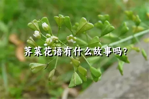 荠菜花语有什么故事吗？