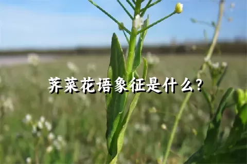 荠菜花语象征是什么？