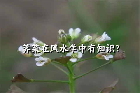 荠菜在风水学中有知识？