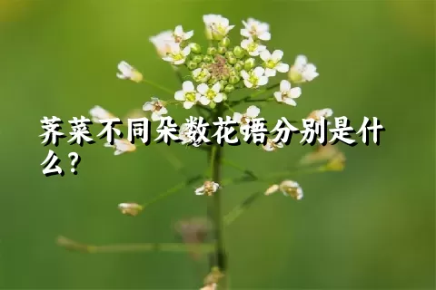 荠菜不同朵数花语分别是什么？