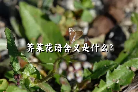 荠菜花语含义是什么？