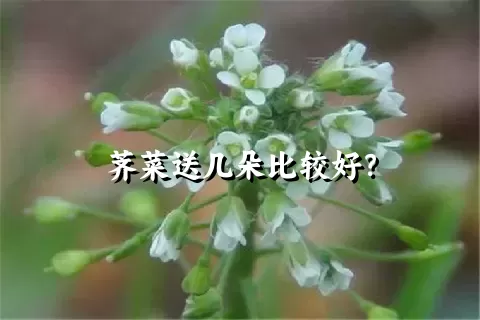 荠菜送几朵比较好？