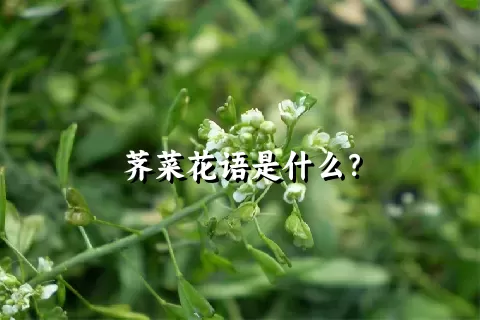 荠菜花语是什么？