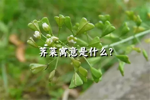 荠菜寓意是什么？