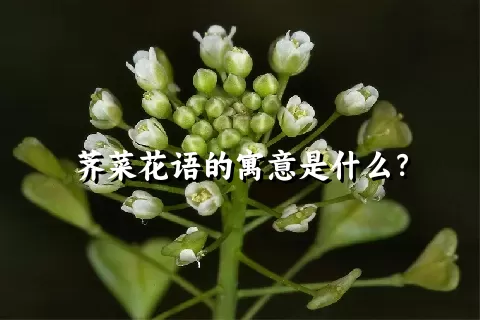 荠菜花语的寓意是什么？