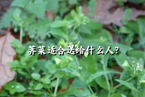 荠菜适合送给什么人？