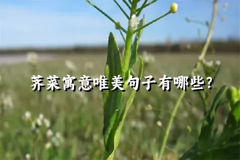 荠菜寓意唯美句子有哪些？