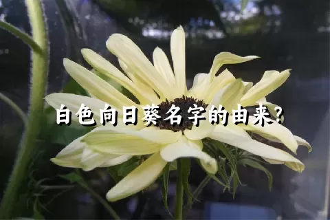 白色向日葵名字的由来？