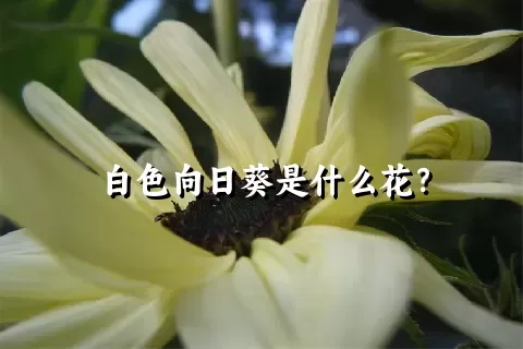 白色向日葵是什么花？