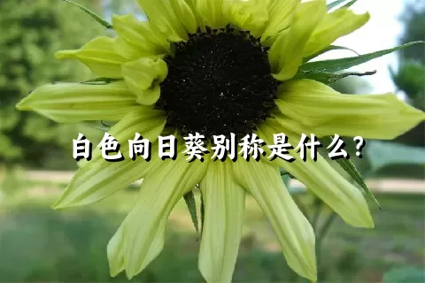 白色向日葵别称是什么？