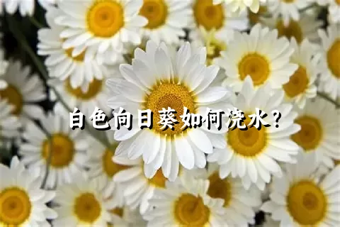 白色向日葵如何浇水？