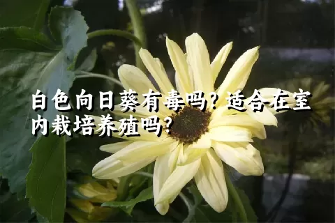 白色向日葵有毒吗？适合在室内栽培养殖吗？