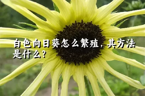 白色向日葵怎么繁殖，其方法是什么？