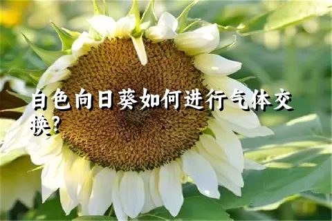 白色向日葵如何进行气体交换？