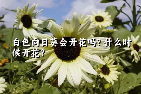 白色向日葵会开花吗？什么时候开花？