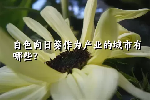 白色向日葵作为产业的城市有哪些？