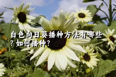 白色向日葵播种方法有哪些？如何播种？