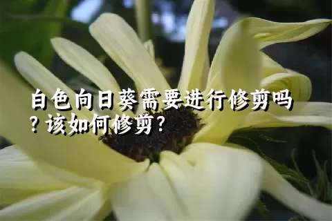 白色向日葵需要进行修剪吗？该如何修剪？