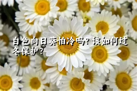 白色向日葵怕冷吗？该如何过冬保护？