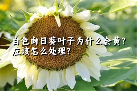 白色向日葵叶子为什么会黄？应该怎么处理？