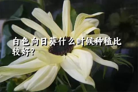 白色向日葵什么时候种植比较好？