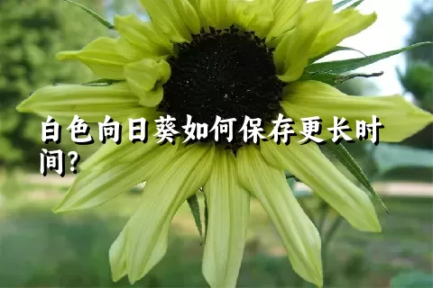 白色向日葵如何保存更长时间？