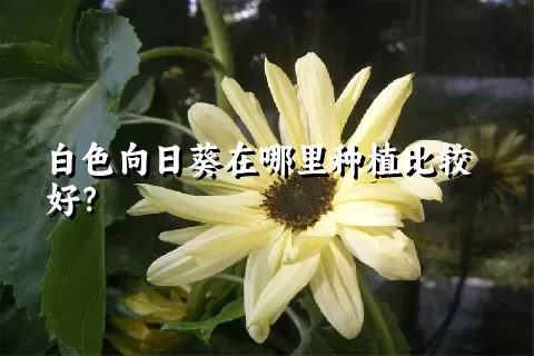 白色向日葵在哪里种植比较好？