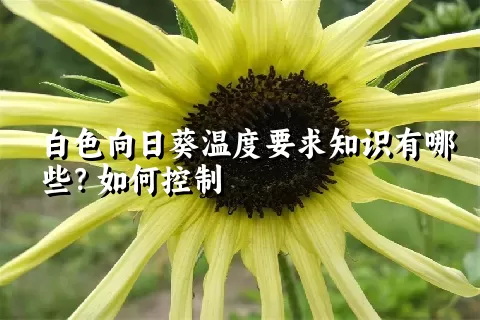 白色向日葵温度要求知识有哪些？如何控制