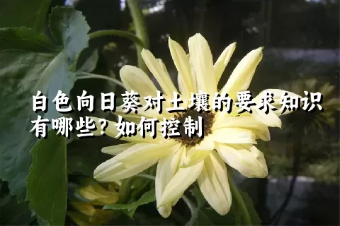 白色向日葵对土壤的要求知识有哪些？如何控制