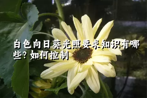 白色向日葵光照要求知识有哪些？如何控制