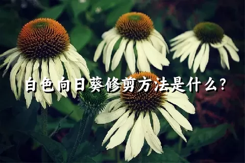 白色向日葵修剪方法是什么？