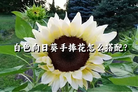 白色向日葵手捧花怎么搭配？