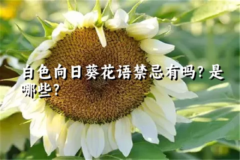 白色向日葵花语禁忌有吗？是哪些？