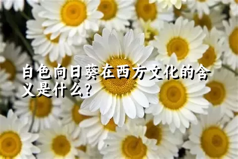 白色向日葵在西方文化的含义是什么？