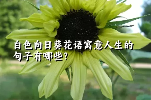 白色向日葵花语寓意人生的句子有哪些？